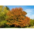 thumbnail image 2 of CZ Grain Willow Oak Live Tree, 2 of 3
