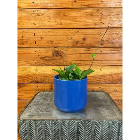 Hoya Hainanensis, 4" Plant, The Plant Farm