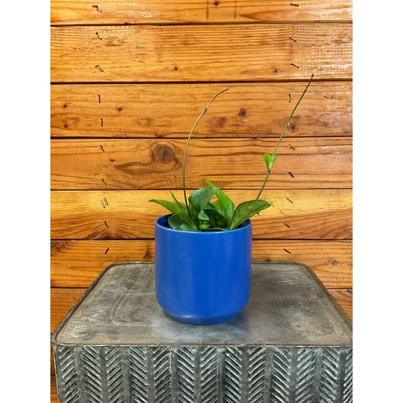 Hoya Hainanensis, 4" Plant, The Plant Farm