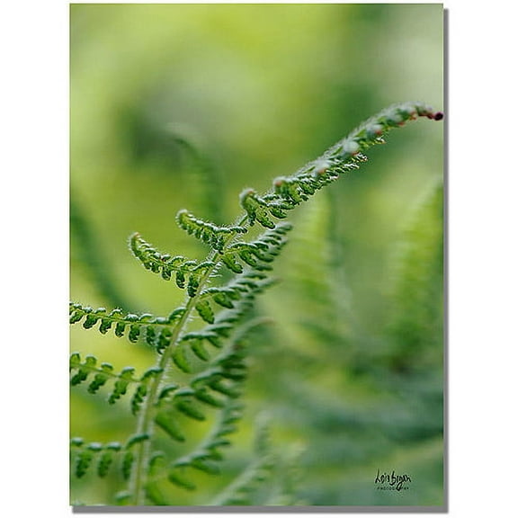 Trademark Fine Art "Fern" Canvas Wall Art by Lois Bryan