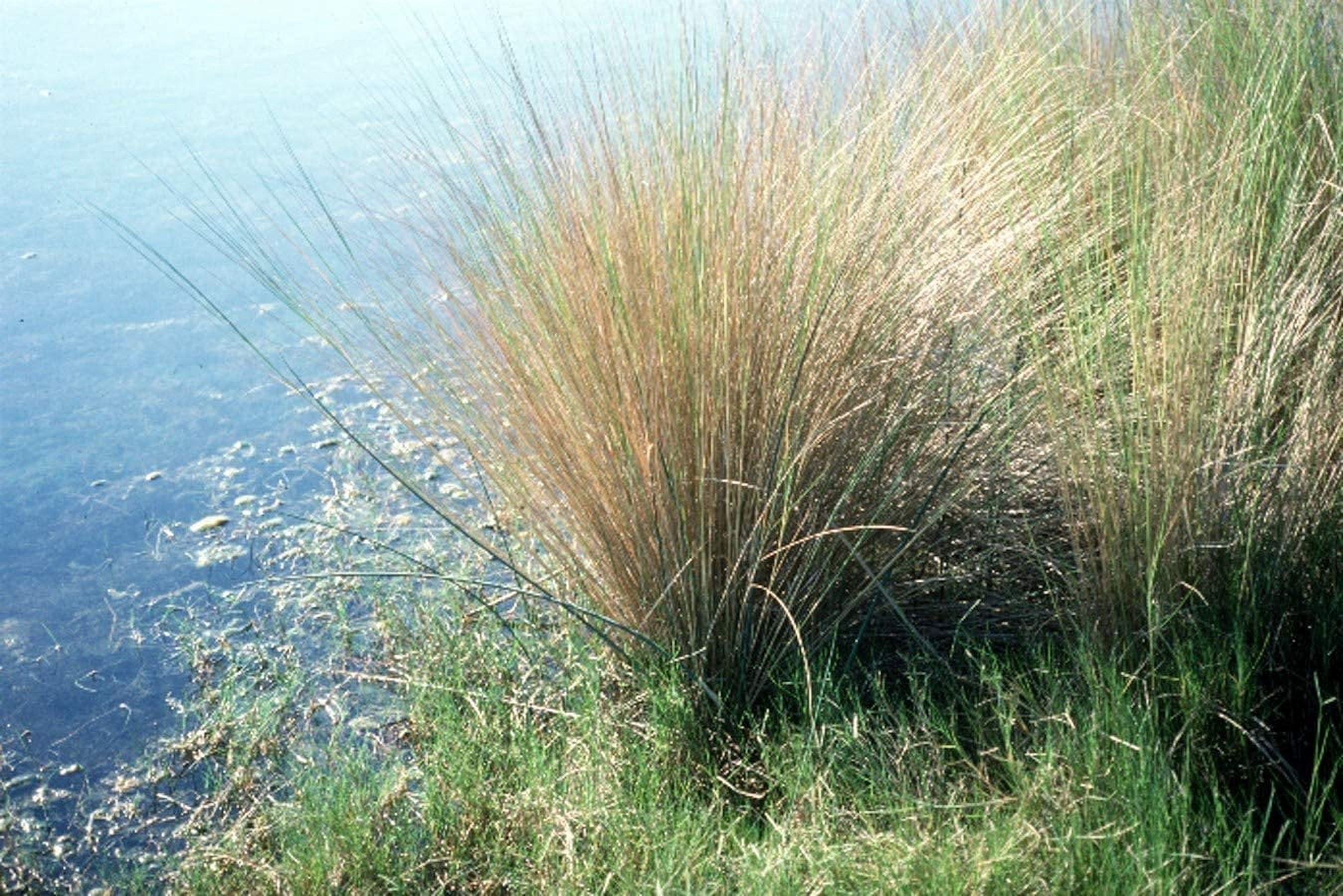 Sand Cord Grass  40 Live Plants  Spartina Bakeri  Drought Tolerant Low Maintenance Marsh Grass