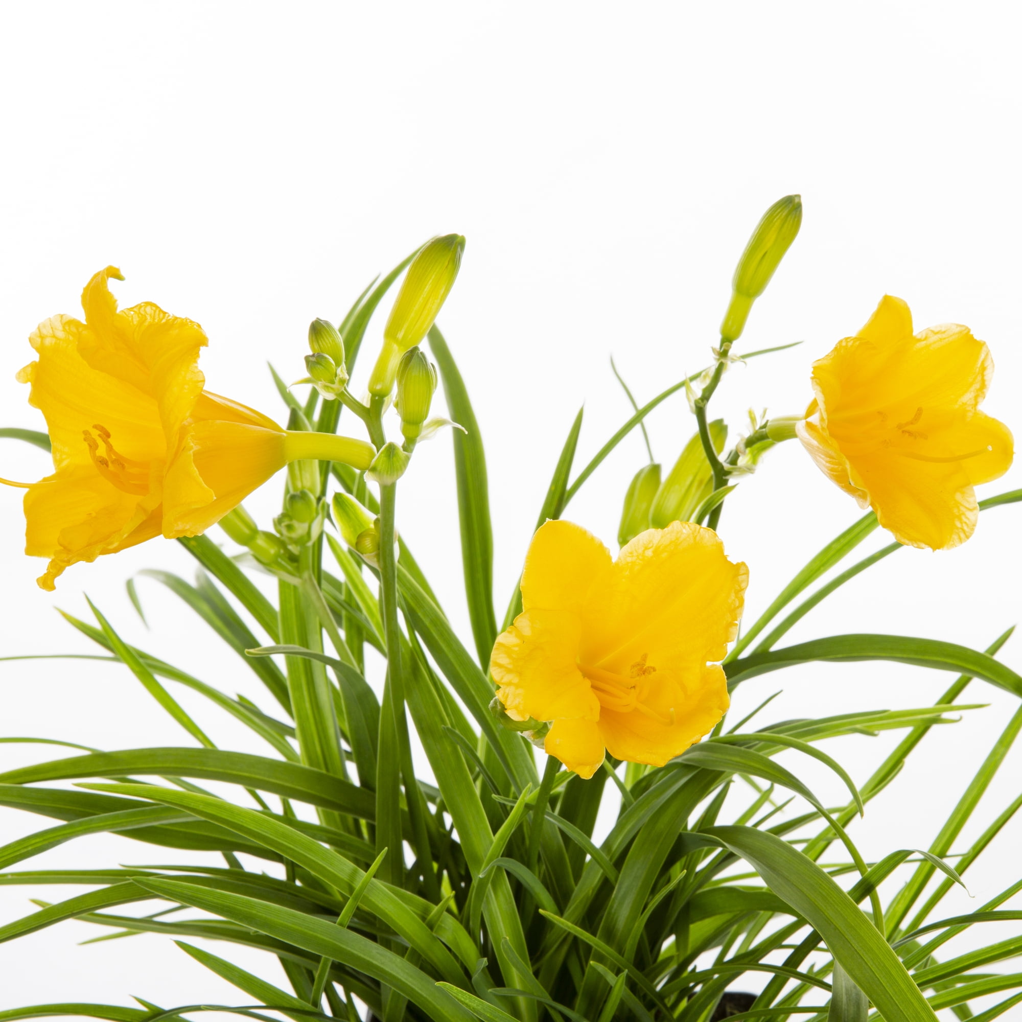 Expert Gardener 2QT Yellow Daylily Live Perennial Plant Sun 3-Pack