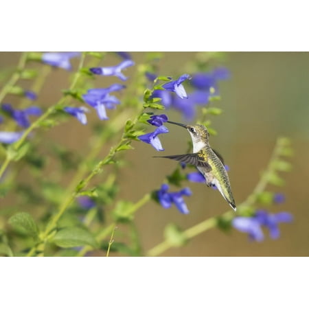 Ruby-Throated Hummingbird at Blue Ensign Salvia, Marion County, Il Print Wall Art By Richard and Susan