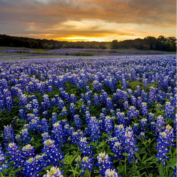 Outsidepride Texas Bluebonnet Seeds - 500 MVR1 Pcs Annual Lupinus Heirloom Quality, Drought-Tolerant Wildflower Seeds w/Blue Blooms for Vibrant Spring Displays, Landscape, & Attracts Pollinators