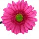 thumbnail image 4 of Mujeres Niñas Margarita Africana De Flores Del Pelo Del Clip W / Long Pinza - Shocking Pink Soledad none, 4 of 9