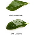 thumbnail image 4 of burton+BURTON Floralife Leafshine Scent Free Clear Spray for Plants and Flowers, 750ml, 4 of 5