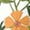 Gold_#06, variant on Sewkxo Woman's Hawaiian Shirts Floral Printed Long Sleeves Lapel Collar Button Down Tropical Beach Shirts 2026 Fashion Baggy Fit Party Holiday Tees Shirts,Light Green 2XL
