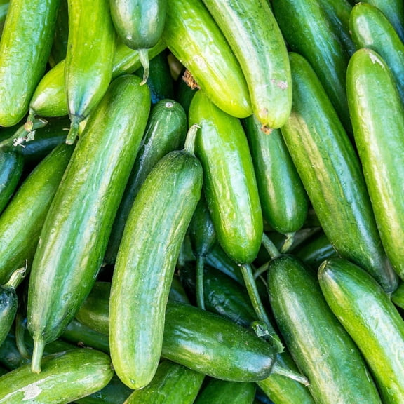 Cucumber Seeds - Marketer - 5 Lbs Bulk ~60,800 Seeds - Cucumis sativus - Farm & Garden Vegetable Gardening Seeds - Non-GMO, Heirloom, Open Pollinated