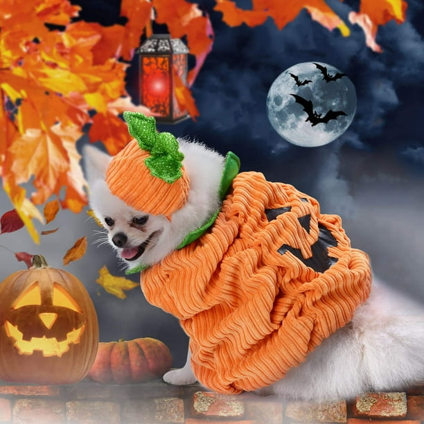 Dog pumpkin hat cheap