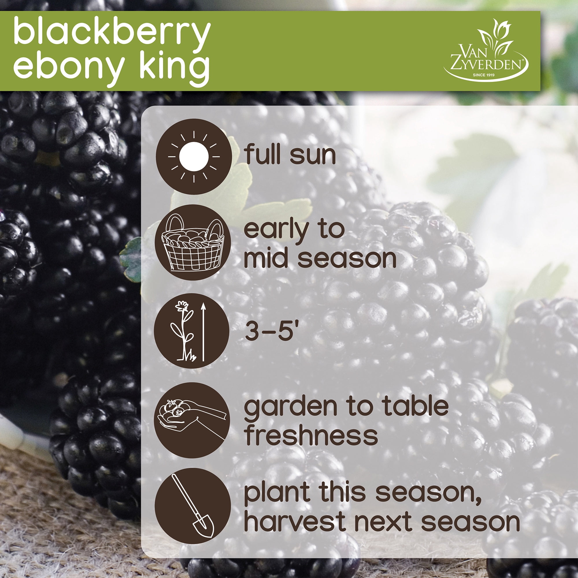 Expert Gardener Berry Collection (Set of 2 Dormant Bare Roots) Full Sun, Multi-Color, Perennial