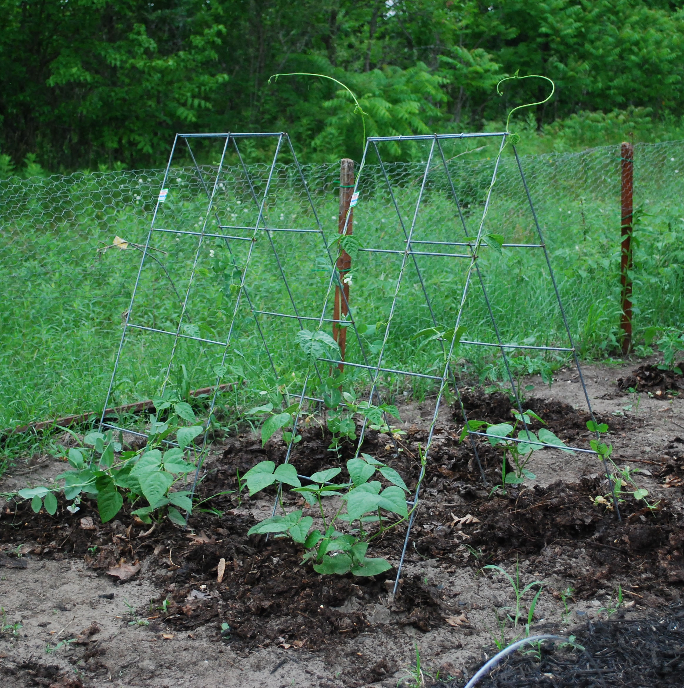 Glamos Wire 42 inch Steel A-Frame Vegetable and Plants Plant Support Grow Though Grid 5 Pack