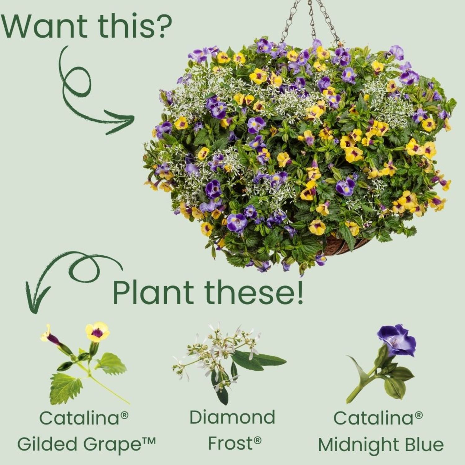 Proven Winners 4" Yellow Catalina Gilded Grape Wishbone Flower Live Plant in 4.25" Pot (4 Count)