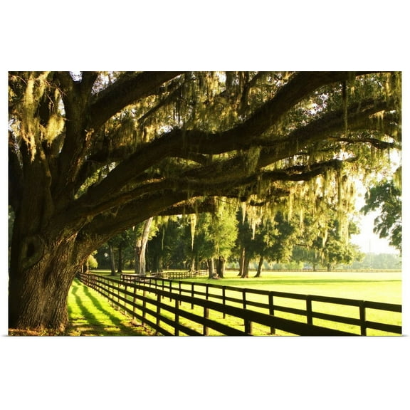 Great BIG Canvas | "Majestic Oaks 2" Art Print - 36x24