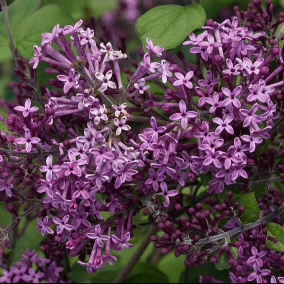 Proven Winners ColorChoice 5" Bloomerang Dark Purple Reblooming Lilac Live Plant in 4.5" Pot (4 Count)