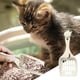 thumbnail image 2 of Pala para arena de gatos de plástico con forma de cabeza de gato. Pala para gatos de plástico. Herramienta de limpieza para arena de gatos., 2 of 5