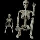 thumbnail image 4 of Decoraciones de Halloween Momax Esqueleto 3FT y 40cm de Plástico, 4 of 6