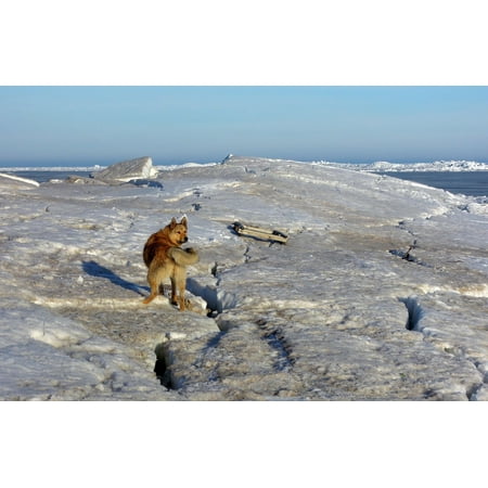 LAMINATED POSTER View Dog Mutts Man's Best Friend Pets Snow Views Poster Print 24 x (Best Friends Prairie View)