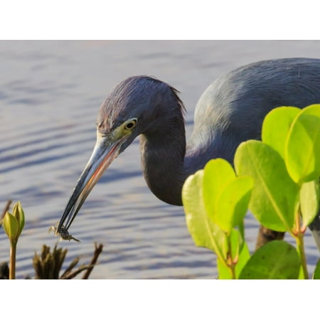 Little Blue Heron with crab, Ding Darling National Wildlife Refuge, Sanibel Island, Florida. Print Wall Art By William (Best Stone Crab In Florida)