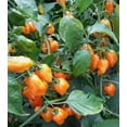 thumbnail image 2 of Set 2 Orange Habanero Pepper Plants Live Chili Hot Peppers Plant 5-7"Tall, No Pot, 2 of 5