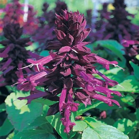 Sizzler Series Salvia Purple ~50 Seeds—Compact 12" Plants for Hot, Humid Gardens—Annual Bedding Plant for Borders, Containers, Bouquets—63–77 Days