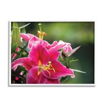 Stupell Industries Hummingbird with Hibiscus Animals & Insects Photography White Framed Art Print Wall Art, 20 x 16