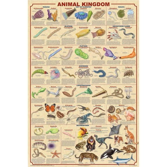 Animal Kingdom Educational Poster 24x36