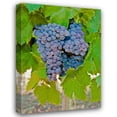 thumbnail image 1 of Lee Peterson 18x24 Gallery Wrapped Canvas Wall Art Titled - Cougar Winery Grapes I, 1 of 4