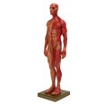 thumbnail image 1 of Human Musculoskeletal Anatomy Model, 30cm Resin Male Musculoskeletal Structure Sculpture Body Model Anatomical Model, 1 of 8