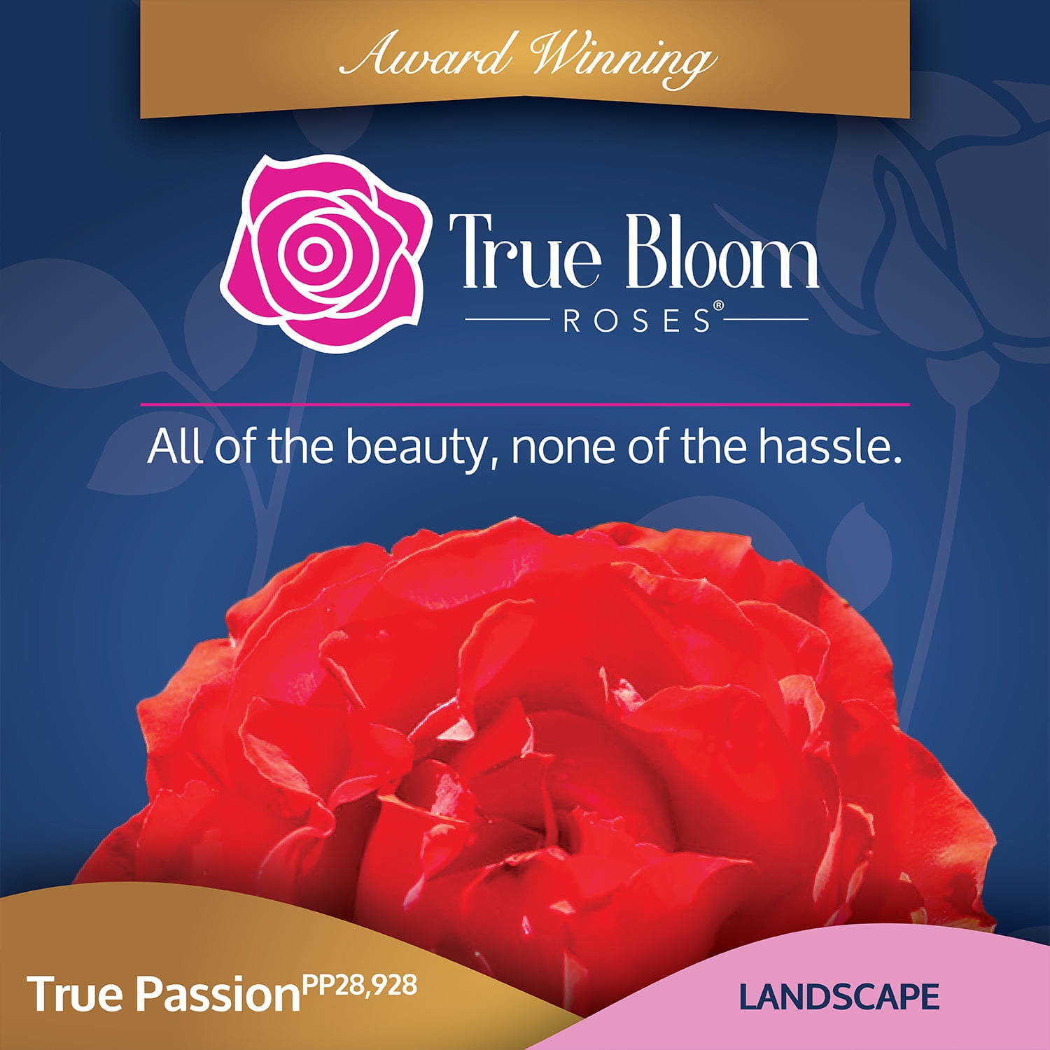 True Bloom by Altman Plants 'True Passion' PP28929 Orange Rose Bush, 8qt. Pot, Live Roses, Full Sun