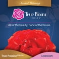 thumbnail image 3 of True Bloom 'True Passion' PP28929 Orange Rose Bush, 8Qt. Pot, Live Roses, Full Sun, Live Plant, 3 of 5