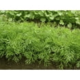 thumbnail image 6 of Dill Plant - Live Plant in a 4 inch Pot - Indoor Outdoor Edible Herbs for Kitchen Garden, 6 of 6