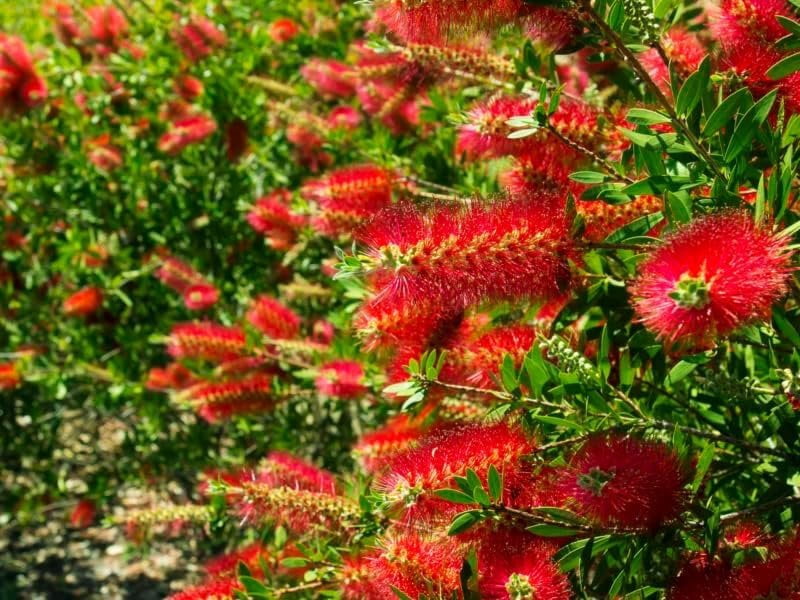 Bottlebrush Red Cluster  3 Live Quart Size Plants  Callistemon citrinus  Perfect for Gardens & Landscaping  Easy to Grow & Low Maintenance Vibrant Shrub