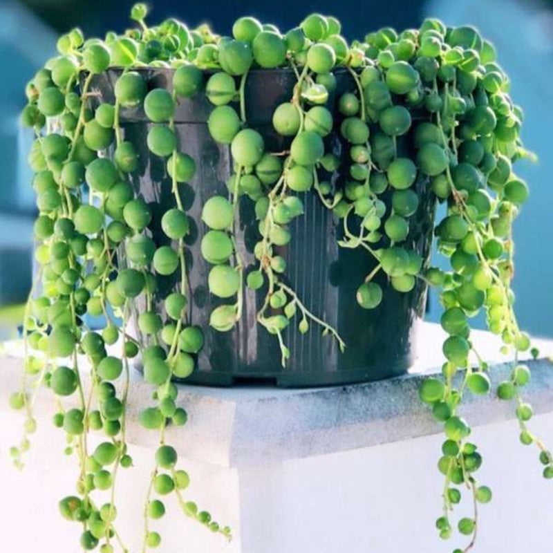 String of Pearls Indoor Succulent Plant Live – 4 Inch Plastic Pot