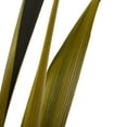 thumbnail image 5 of Vickerman 36-40" Basil Bahia Spears. Includes 18 Stems (2 - 9 Stem Bunches), Dried, 5 of 6