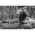 thumbnail image 2 of Peaco, Jim 18x13 Black Modern Framed Museum Art Print Titled - Grizzly Bear near Frying Pan Spring, Yellowstone National Park, 2 of 4