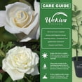thumbnail image 2 of JFK Rose Bush - Live Starter Plant in a 2 Inch Growers Pot - Beautifully Fragrant Hybrid Tea Rose - A Versatile Beauty with a Rich Fragrance, 2 of 6