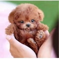 thumbnail image 2 of 2025 New Robot Dog For Adults, Ai Robotic Dog, Nicoo - My Realistic Robot Puppy That Acts Like A Real Puppy - Walking, Barking, Tail Wagging, 2 of 5
