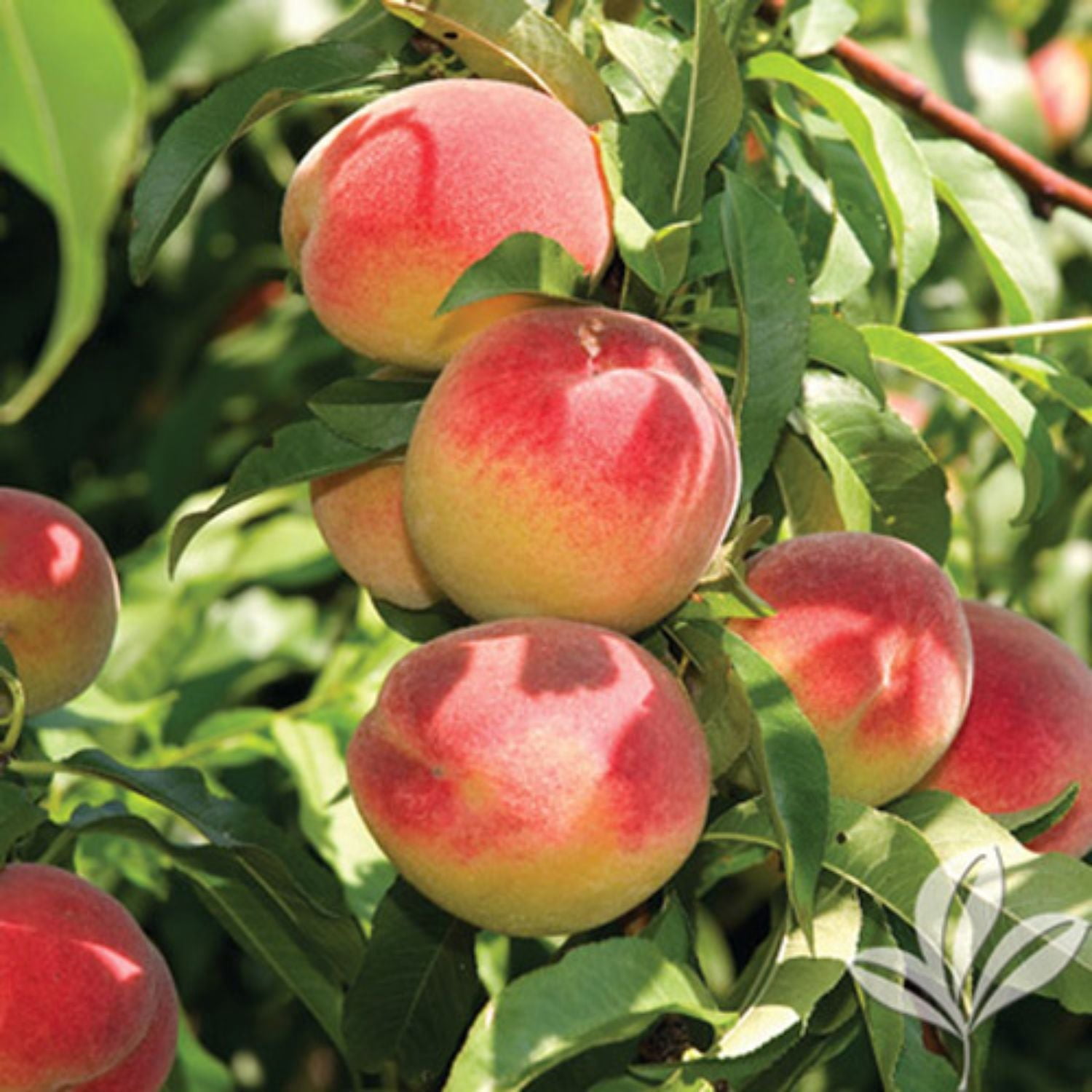 Expert Gardener 1-2 ft. Tall La Feliciana Peach Live Tree in 1- Gallon Grower Pot