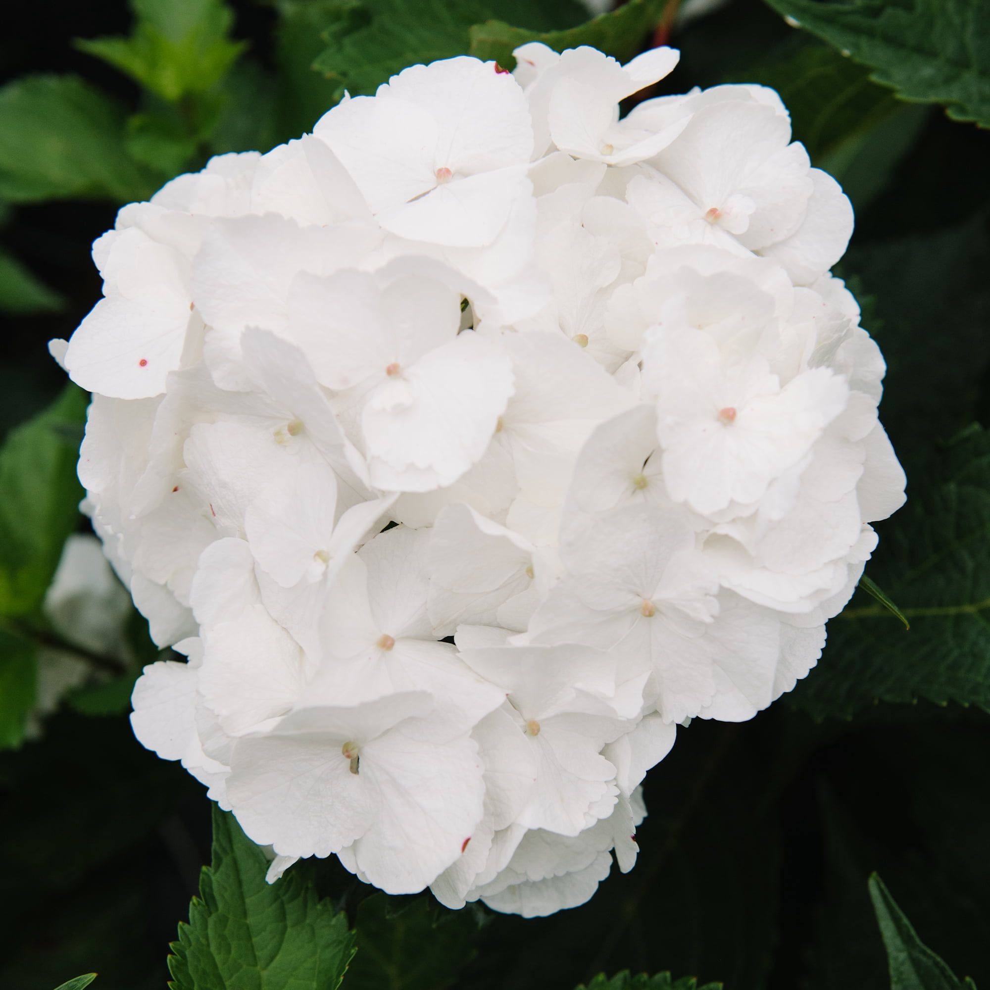 Endless Summer Dream Cloud Reblooming Hydrangea Live Shrub in 1-Gallon Grower Pot