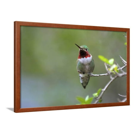A Ruby-Throated Hummingbird, One of the Most Common of the Hummers Framed Print Wall Art By Richard Wright