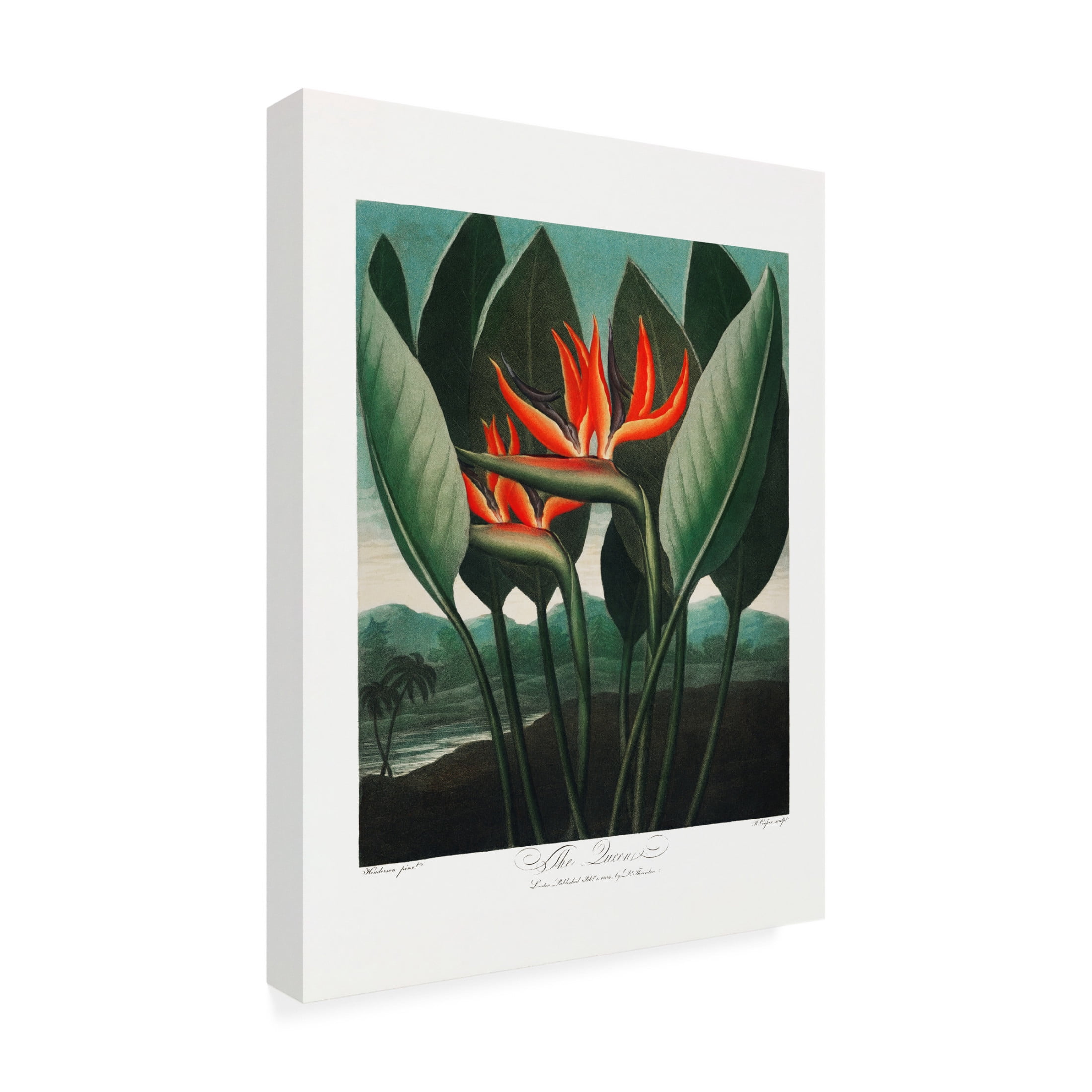 Trademark Fine Art Pictufy  The QueenaPlant from The Temple of Flora 1807 Canvas Wall Art