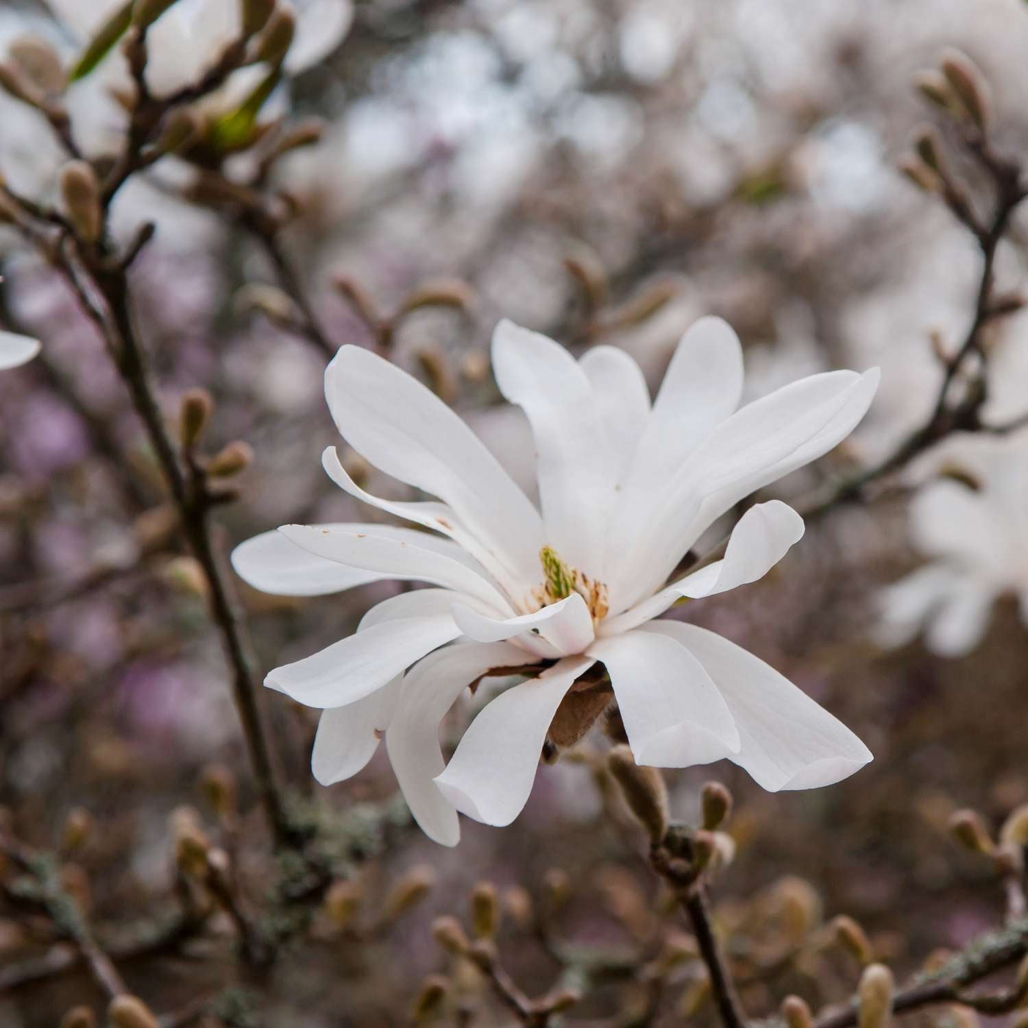 Expert Gardener 1-2' Magnolia Japanese Green Star (Wisdom™ Series) Live Tree in 1 gal. Grower Pot
