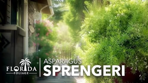 Fern Sprengeri  30 Live Plants  Asparagus Densiflorus  Evergreen Ornamental Fern  Lush Green Foliage for Hanging Baskets & Borders