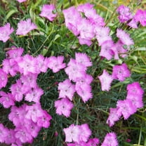 Dianthus Seeds - Cheddar Pink Ground Cover Seed - 2000 Seeds