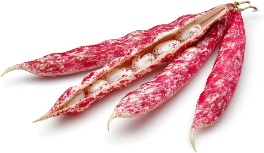 Pinto Bean Seeds for Planting 50 Seeds Easy to Grow, Very Healthy