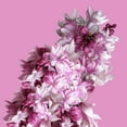thumbnail image 2 of Phillip, Jamie 26x26 Gold Ornate Wood Framed with Double Matting Museum Art Print Titled - Pink Flowers, 2 of 4