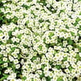 thumbnail image 4 of Ferry-Morse 170MG Alyssum Carpet Of Snow Annual Flower Seeds, Full Sun, 4 of 7