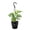 Black, variant on Live Swiss Cheese Plant, Monstera Adansonii Vine, Air Purifying 4 inch Diameter Live Plant Grown in USA