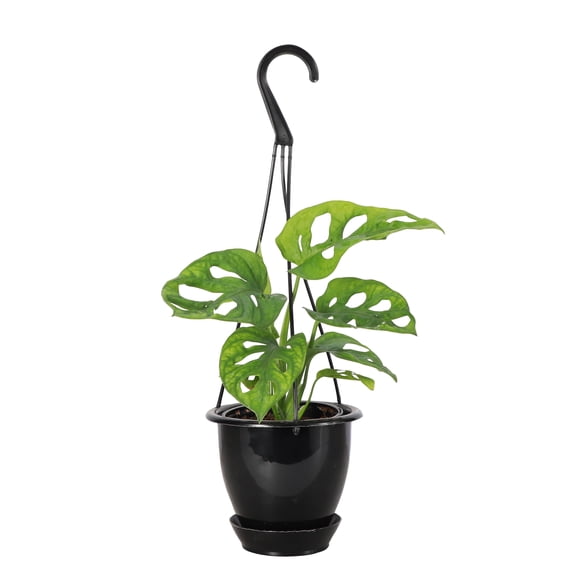 Live Swiss Cheese Plant, Monstera Adansonii Vine, Air Purifying 4 inch Diameter Live Plant Grown in USA