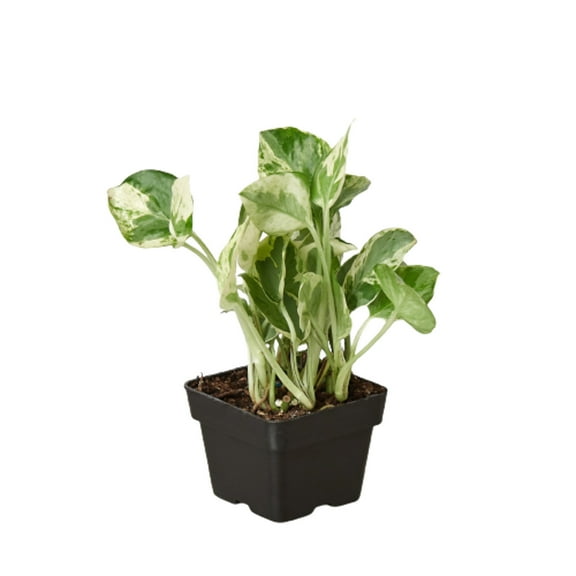 Pothos 'N'joy', 3" Pot, Indoor Houseplant, Easy Care, Live Plant for Indoor & Outdoor